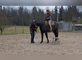 American Quarter Horse, Gelding, 5 years, 15,2 hh, Grey-Blue-Tan