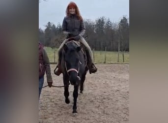 American Quarter Horse, Gelding, 5 years, 15,2 hh, Grey-Blue-Tan