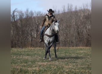 American Quarter Horse, Gelding, 5 years, 15,2 hh, Grey-Dapple