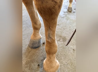 American Quarter Horse, Gelding, 5 years, 15,2 hh, Palomino