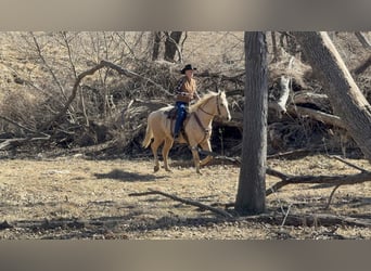 American Quarter Horse, Gelding, 5 years, 15,2 hh, Palomino