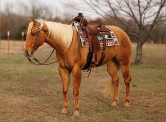 American Quarter Horse, Gelding, 5 years, 15,2 hh, Palomino