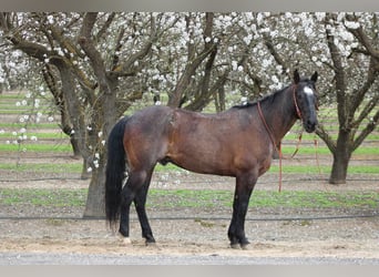 American Quarter Horse, Gelding, 5 years, 15,2 hh, Roan-Blue