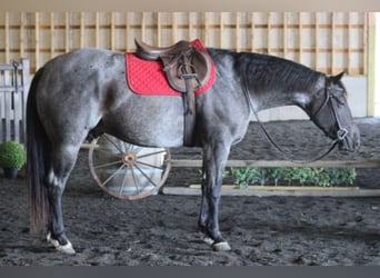 American Quarter Horse, Gelding, 5 years, 15,2 hh, Roan-Blue
