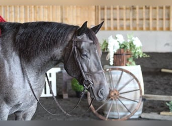American Quarter Horse, Gelding, 5 years, 15,2 hh, Roan-Blue