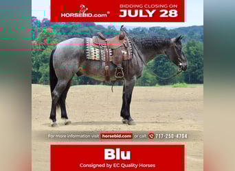 American Quarter Horse, Gelding, 5 years, 15,2 hh, Roan-Blue