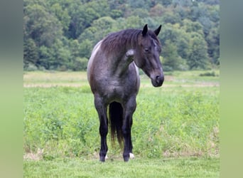 American Quarter Horse, Gelding, 5 years, 15,2 hh, Roan-Blue