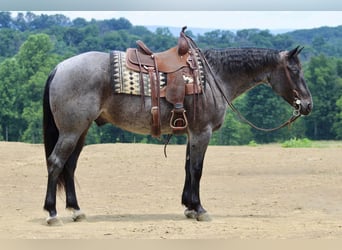 American Quarter Horse, Gelding, 5 years, 15,2 hh, Roan-Blue