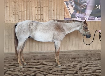 American Quarter Horse, Gelding, 5 years, 15,2 hh, Roan-Red