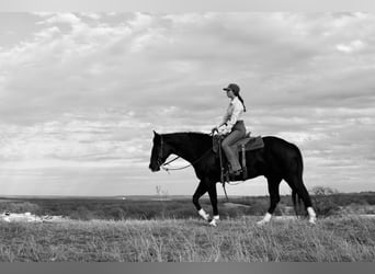 American Quarter Horse, Gelding, 5 years, 15,3 hh, Black