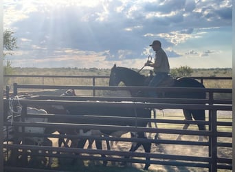 American Quarter Horse, Gelding, 5 years, 15,3 hh, Black