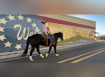American Quarter Horse, Gelding, 5 years, 15,3 hh, Black