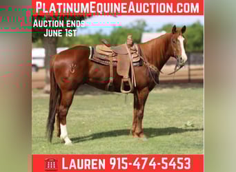American Quarter Horse, Gelding, 5 years, 15,3 hh, Chestnut
