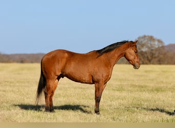 American Quarter Horse, Gelding, 5 years, 15,3 hh, Dun