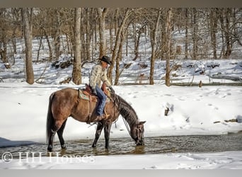American Quarter Horse, Gelding, 5 years, 15,3 hh, Grullo