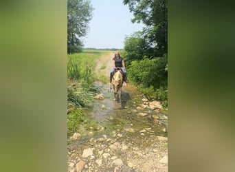 American Quarter Horse, Gelding, 5 years, 15,3 hh, Palomino