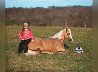 American Quarter Horse, Gelding, 5 years, 15,3 hh, Palomino