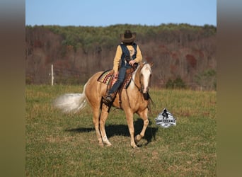 American Quarter Horse, Gelding, 5 years, 15,3 hh, Palomino