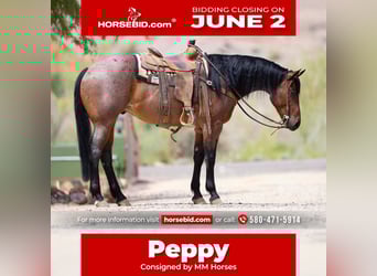 American Quarter Horse, Gelding, 5 years, 15,3 hh, Roan-Bay