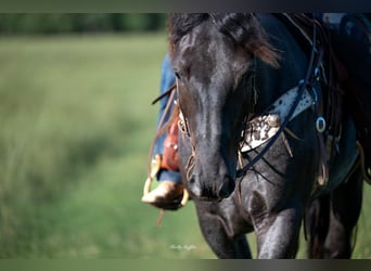 American Quarter Horse Mix, Gelding, 5 years, 15,3 hh, Roan-Blue