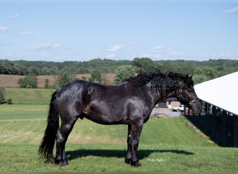American Quarter Horse Mix, Gelding, 5 years, 15,3 hh, Roan-Blue