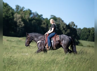 American Quarter Horse Mix, Gelding, 5 years, 15,3 hh, Roan-Blue