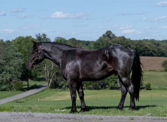 American Quarter Horse Mix, Gelding, 5 years, 15,3 hh, Roan-Blue