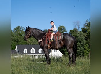 American Quarter Horse Mix, Gelding, 5 years, 15,3 hh, Roan-Blue