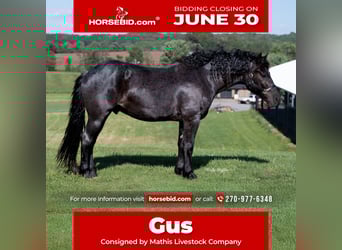 American Quarter Horse Mix, Gelding, 5 years, 15,3 hh, Roan-Blue