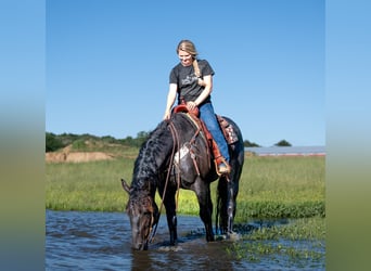 American Quarter Horse Mix, Gelding, 5 years, 15,3 hh, Roan-Blue