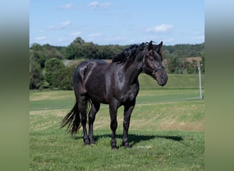 American Quarter Horse Mix, Gelding, 5 years, 15,3 hh, Roan-Blue