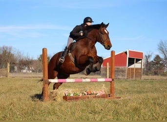 American Quarter Horse, Gelding, 5 years, 16.1 hh, Bay
