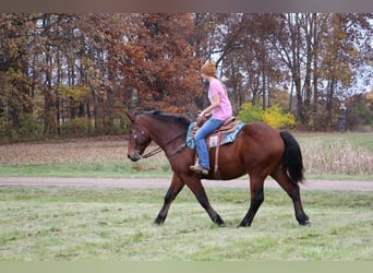 American Quarter Horse, Gelding, 5 years, 16.1 hh, Bay