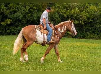 American Quarter Horse, Gelding, 5 years, 16.1 hh, Overo-all-colors