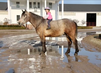 American Quarter Horse, Gelding, 5 years, 16.2 hh, Gray-Red-Tan