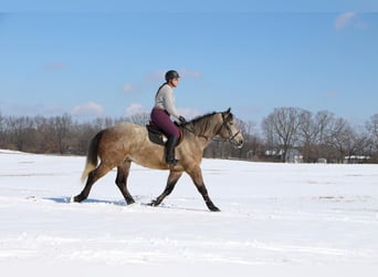 American Quarter Horse, Gelding, 5 years, 16.2 hh, Gray-Red-Tan