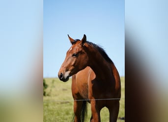 American Quarter Horse, Gelding, 5 years, 16 hh, Brown