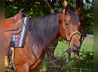 American Quarter Horse, Gelding, 5 years, 16 hh, Brown