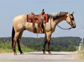 American Quarter Horse, Gelding, 5 years, 16 hh, Buckskin