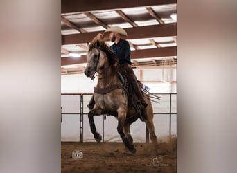 American Quarter Horse, Gelding, 5 years, 16 hh, Buckskin