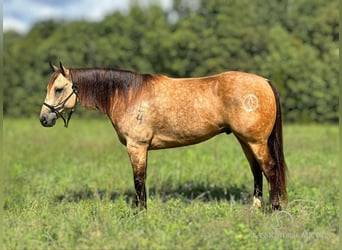 American Quarter Horse, Gelding, 5 years, 16 hh, Buckskin