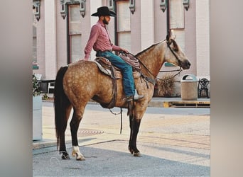 American Quarter Horse, Gelding, 5 years, 16 hh, Buckskin