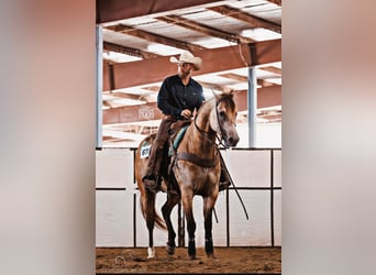 American Quarter Horse, Gelding, 5 years, 16 hh, Buckskin