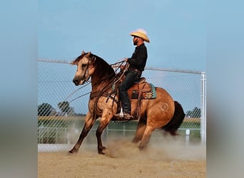 American Quarter Horse, Gelding, 5 years, 16 hh, Buckskin