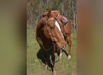 American Quarter Horse Mix, Gelding, 5 years, 16 hh, Chestnut-Red