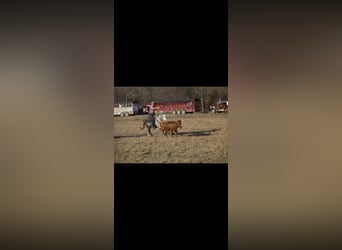 American Quarter Horse, Gelding, 5 years, 16 hh, Grey