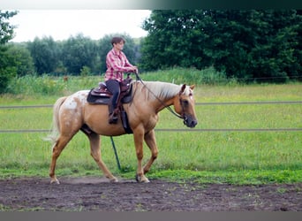 American Quarter Horse Mix, Gelding, 5 years, 16 hh, Palomino