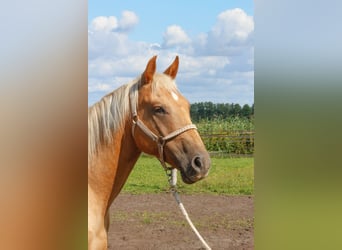 American Quarter Horse Mix, Gelding, 5 years, 16 hh, Palomino
