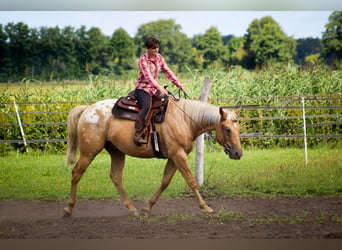 American Quarter Horse Mix, Gelding, 5 years, 16 hh, Palomino