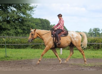 American Quarter Horse Mix, Gelding, 5 years, 16 hh, Palomino
